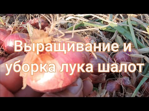 Видео: Выращивание и уборка лука шалот.