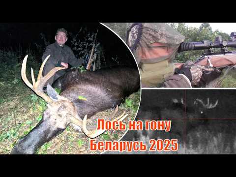Видео: Трофейная охота на лося во время гона Белоруссия 2025 - 6 насыщенных дней в дикой природе!