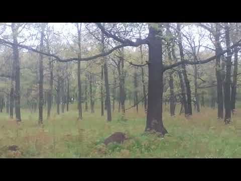 Видео: Их осталось только 8 😔