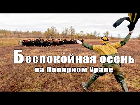 Видео: Беспокойная осень на Полярном Урале
