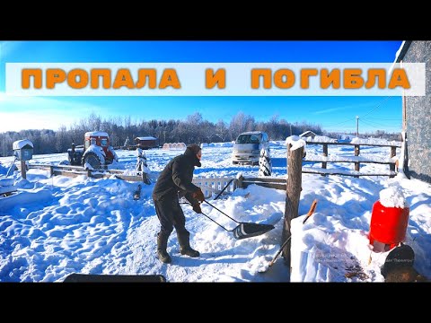 Видео: ЧУТЬ НЕ ЗАМЕРЗЛИ, АБЫР ВСТАЛ НА ОХРАНУ, ПРОПАЛА И ПОГИБЛА