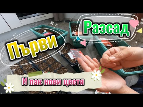 Видео: Първи разсад и нови цветя в градината.