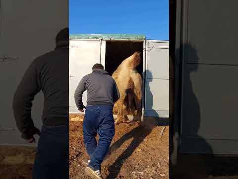 Видео: Мұндай кім көрген??? #horse #life #жизнь #ат #stallions #айғыр #аламан #ауыл #атырау #жылқы