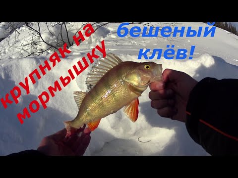 Видео: Бешеный клёв на мормышку. Крупный окунь и сорога.