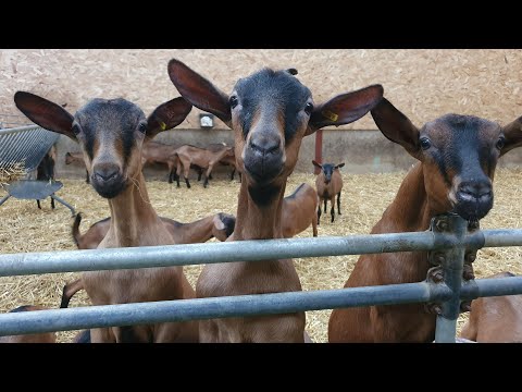 Видео: Коза крутит головой // Не получается сыр // Сопли у козленка // Кашель у козы