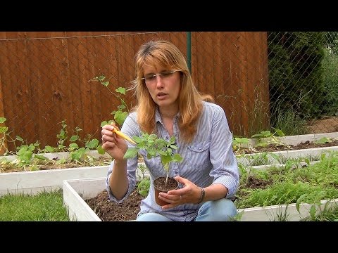 Видео: Посадка рассады базилика в грядку