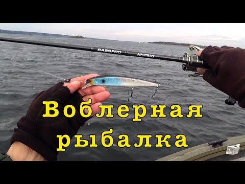 Видео: ЩУКА на мелководье. Ловим ВОБЛЕРАМИ.