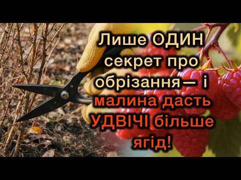 Видео: Лише ОДИН секрет про обрізання— і малина дасть УДВІЧІ більше ягід!
