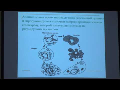 Видео: Попова Е. Н. - Структура и функция митохондрий - Роль митохондрий в апоптозе