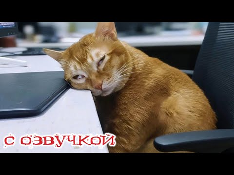 Видео: Приколы с котами! - С ОЗВУЧКОЙ! СМЕШНЫЕ КОТЫ С СОБАКИ! Самые смешные животные! УГАР!