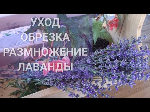 Видео: ЛАВАНДА.ЛУЧШИЙ способ размножения 100% результат!#размножениелаванды#лаванда#уходзалавандой#цветник