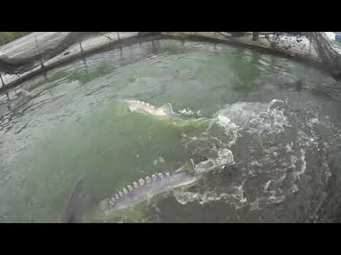 Видео: Осетр в степях Черноземья