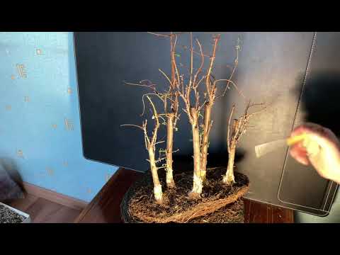 Видео: РАБОТА С ДЕРЕВЬЯМИ 2025, СЕРИЯ 6 - ПЕРЕСАДКА РОЩИ МЕТАСЕКВОЙЯ