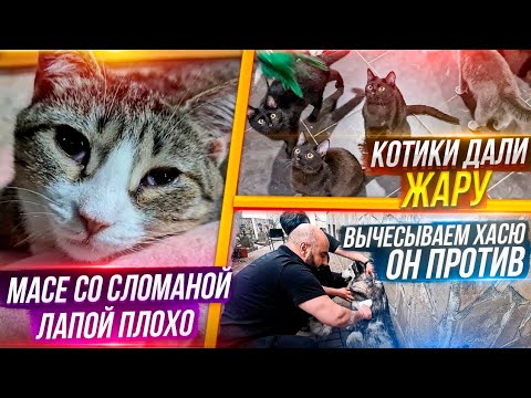 Видео: Вычесываем Хасика, он ПРОТИВ. Обработки в котизале. Вакцинирование.Коты показали себя во всей красе🤣