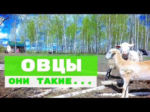 Видео: ОВЦЫ ЭТО ОЧЕНЬ ВЫГОДНО! ОПЫТ ДИЛЕТАНТА