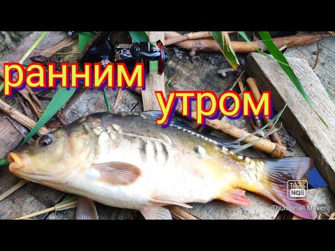 Видео: Мормышинг с gammarus 0.1-0.6+Shimano vanford 500.Утренний клёв 👍. Micro baits рулит!