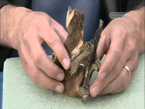 Видео: как делают бонсай