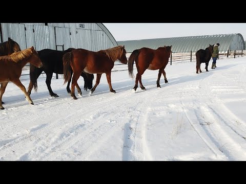 Видео: Жылқыларды үйге әкелдік.Бордақы бұқалар,қойлар.