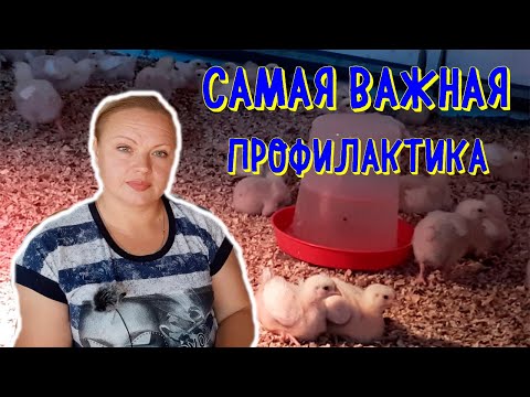 Видео: #профилактика #кокцидиоза #пропойка #признаки