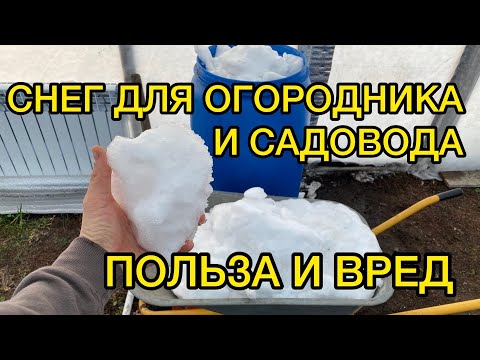 Видео: Снег в садоводстве - сокровище или опасный враг? Плюсы и минусы.