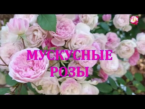 Видео: ВЫРАЩИВАЮ МУСКУСНЫЕ РОЗЫ
