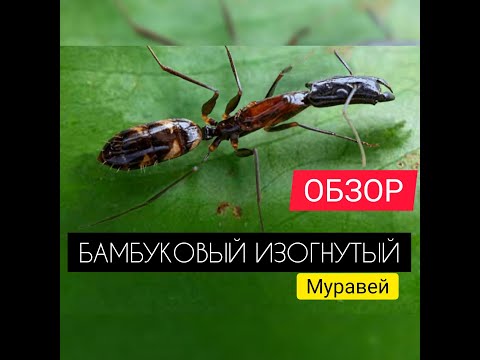 Видео: БАМБУКОВЫЙ ИЗОГНУТЫЙ МУРАВЕЙ! Что не так с этим генералом? Обзор. The Ants: Underground Kingdom