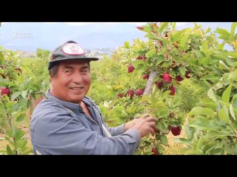 Видео: Яблочная Америка