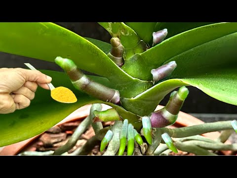 Видео: Посыпьте 1 ложкой! Самая слабая орхидея будет цвести круглый год.