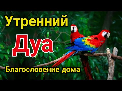 Видео: утренний дуа. Благословение дома