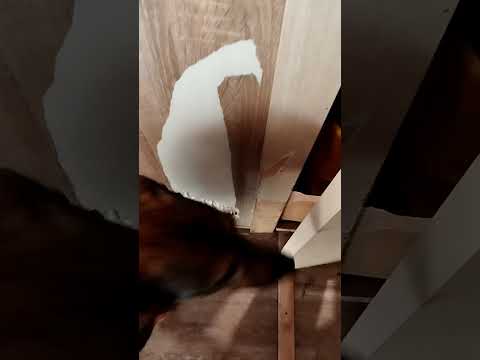 Видео: Чёрный старенький пёс,и знаю,нет таблеток от возраста. Для нас очень Важна Ваша помощь🙏🏼