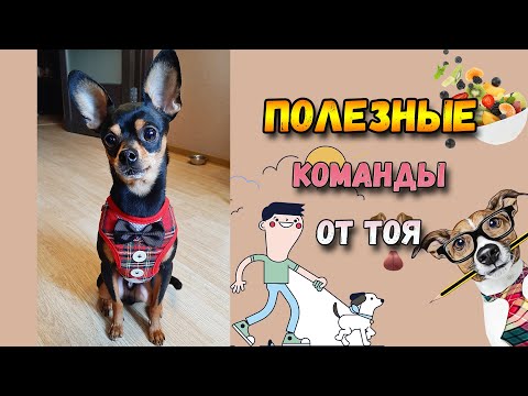 Видео: Топ 10 полезных команд для собак. Часть 1.