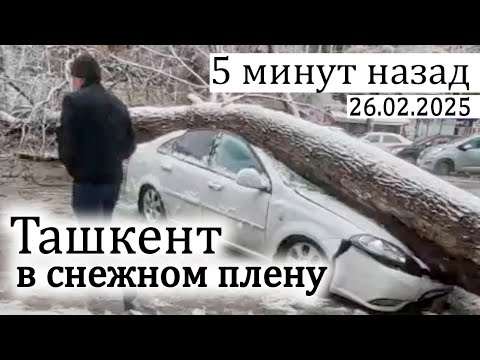 Видео: Ташкент после обильного снегопада. Деревья повалены машины разбиты