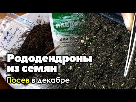 Видео: #1 Как вырастить рододендроны из семян | Часть 1 | Посев в декабре.