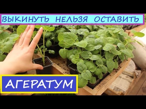 Видео: Агератум фифти-фифти. Лучше мало, да хорошо, чем много, да плохо. Помучишься,  научишься!!!