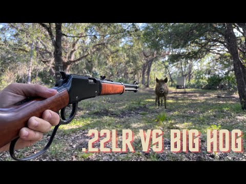 Видео: .22 Охота на крупных инвазивных диких кабанов вблизи
