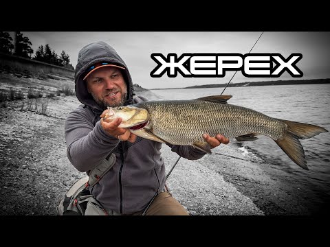 Видео: Найкращі приманки для жереха які РЕАЛЬНО працюють!