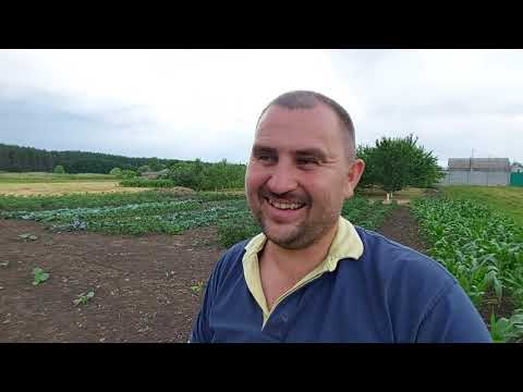 Видео: мой идеальный огород! огурцы вёдрами))