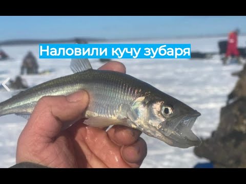 Видео: Ловлю зубарь с отцом на севере #зубарь #корюшка