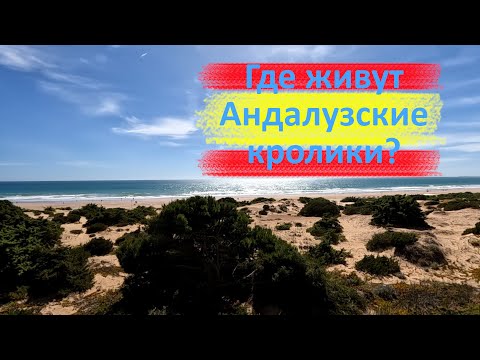 Видео: Испания: Пляж Плайя-ла-Барроса | Andalusien: Urlaub an der Costa de la Luz