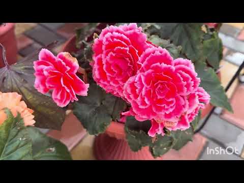 Видео: 🌺🌺🌺ВНИМАНИЕ‼️‼️БЕГОНИЯ ДЛЯ НАЧИНАЮЩИХ‼️🌺🌺🌺+небольшой обзор