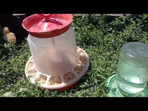Видео: Тауықтар балапан шығарды!Өзгерістер! Тағы +2 күрік тауық!