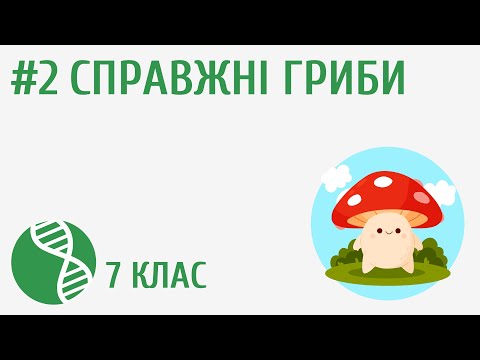 Видео: Справжні гриби #2