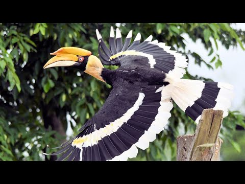 Видео: Школа Крылья опекает большого индийского калао в санкт-петербургском зоопарке