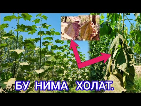 Видео: #павловния  Яна бир фойдали  малумотларимиздан  бири  куринг хулоса килинг.