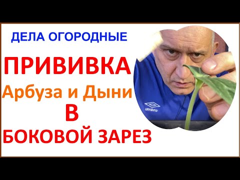 Видео: Прививка Арбуза и Дыни в боковой зарез