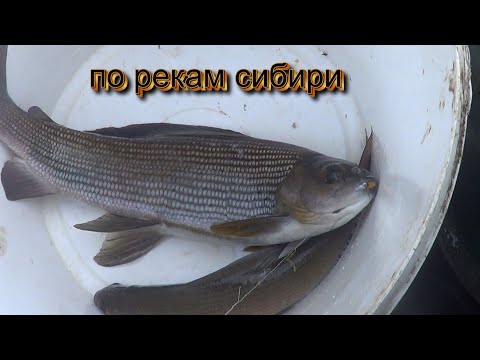 Видео: ОСЕННИЙ КЛЕВ. НЕ РЫБАЛКА А СКАЗКА Ч.1