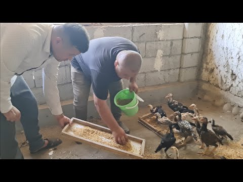 Видео: ОХУНОВ ТВДАН  ЧЕНПИОН  ХУРОЗЛАРНИ БОКИШ  СИРЛАРИ  (ПАРВОЗЛАР УЧУН )
