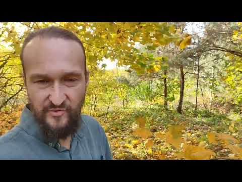 Видео: Успей увидеть пока не разлетелись эти клены и дубы - сокровища осени пока редкие увы