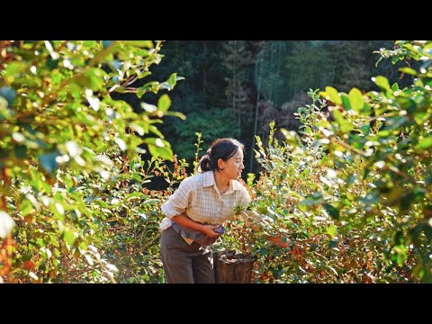 Видео: Масло семян камелии | Полученное древним методом, известно как «восточное оливковое масло».