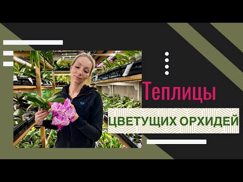 Видео: В гости к хозяйке ОРХИДИУМА!